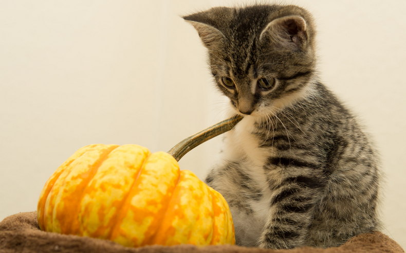 Simple Tips to Keep Your Cats Healthy